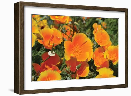 Orange Flowers-Brian Moore-Framed Photographic Print