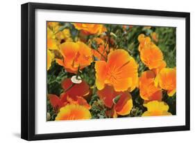 Orange Flowers-Brian Moore-Framed Photographic Print