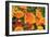 Orange Flowers-Brian Moore-Framed Photographic Print