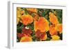 Orange Flowers-Brian Moore-Framed Photographic Print