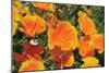 Orange Flowers-Brian Moore-Mounted Photographic Print