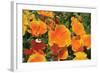 Orange Flowers-Brian Moore-Framed Photographic Print