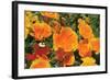 Orange Flowers-Brian Moore-Framed Photographic Print