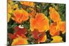 Orange Flowers-Brian Moore-Mounted Photographic Print