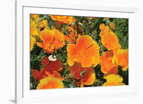 Orange Flowers-Brian Moore-Framed Photographic Print