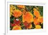 Orange Flowers-Brian Moore-Framed Photographic Print