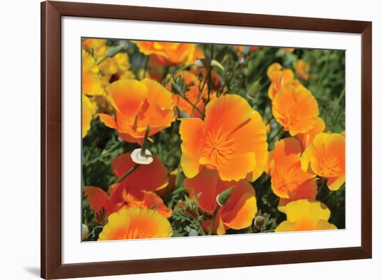 Orange Flowers-Brian Moore-Framed Photographic Print