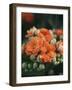 Orange Flowers-Anna Miller-Framed Photographic Print
