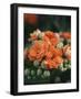 Orange Flowers-Anna Miller-Framed Photographic Print