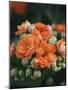 Orange Flowers-Anna Miller-Mounted Photographic Print