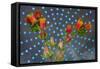 Orange Flowers-Charles Bowman-Framed Stretched Canvas