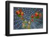 Orange Flowers-Charles Bowman-Framed Photographic Print