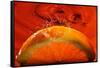 Orange FreshSplash 2-Steve Gadomski-Framed Stretched Canvas