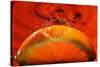 Orange FreshSplash 2-Steve Gadomski-Stretched Canvas