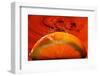 Orange FreshSplash 2-Steve Gadomski-Framed Photographic Print