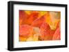 Orange frost leaves on natural background, bright color-Paivi Vikstrom-Framed Photographic Print