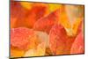 Orange frost leaves on natural background, bright color-Paivi Vikstrom-Mounted Photographic Print