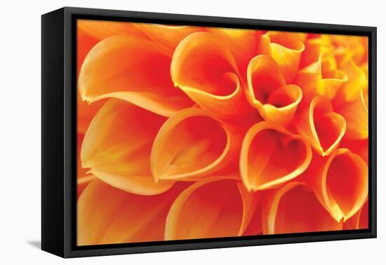 Orange Funnel Dahlia-Dana Styber-Framed Stretched Canvas