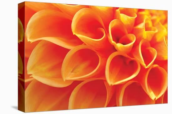 Orange Funnel Dahlia-Dana Styber-Stretched Canvas