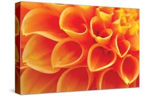 Orange Funnel Dahlia-Dana Styber-Stretched Canvas