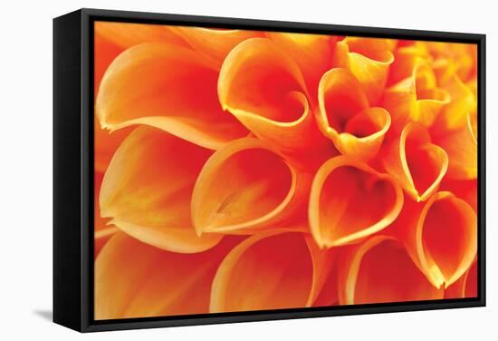 Orange Funnel Dahlia-Dana Styber-Framed Stretched Canvas