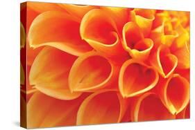 Orange Funnel Dahlia-Dana Styber-Stretched Canvas