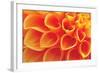 Orange Funnel Dahlia-Dana Styber-Framed Photographic Print