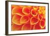 Orange Funnel Dahlia-Dana Styber-Framed Photographic Print