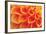 Orange Funnel Dahlia-Dana Styber-Framed Photographic Print