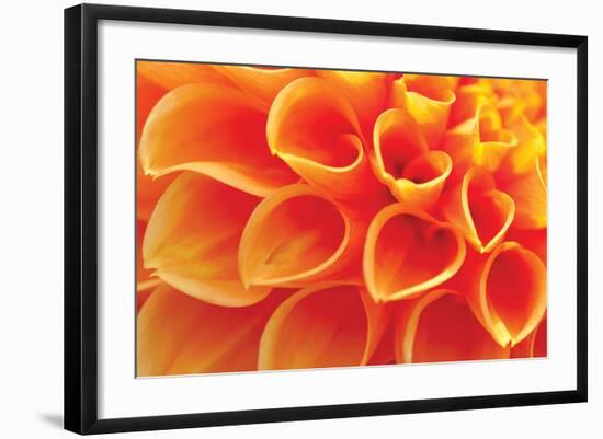 Orange Funnel Dahlia-Dana Styber-Framed Photographic Print