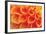 Orange Funnel Dahlia-Dana Styber-Framed Photographic Print