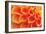 Orange Funnel Dahlia-Dana Styber-Framed Photographic Print