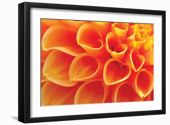 Orange Funnel Dahlia-Dana Styber-Framed Photographic Print