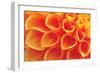 Orange Funnel Dahlia-Dana Styber-Framed Photographic Print