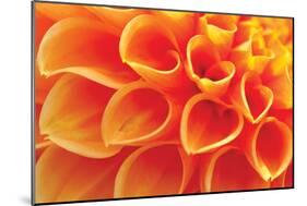 Orange Funnel Dahlia-Dana Styber-Mounted Photographic Print