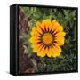 Orange Gazania Flower-DLILLC-Framed Stretched Canvas