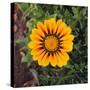 Orange Gazania Flower-DLILLC-Stretched Canvas