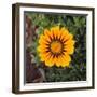 Orange Gazania Flower-DLILLC-Framed Photographic Print