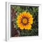 Orange Gazania Flower-DLILLC-Framed Photographic Print