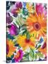 Orange Gerber Daisies 2-Kim Parker-Stretched Canvas