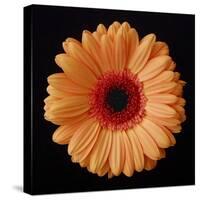 Orange Gerber Daisy-Jim Christensen-Stretched Canvas