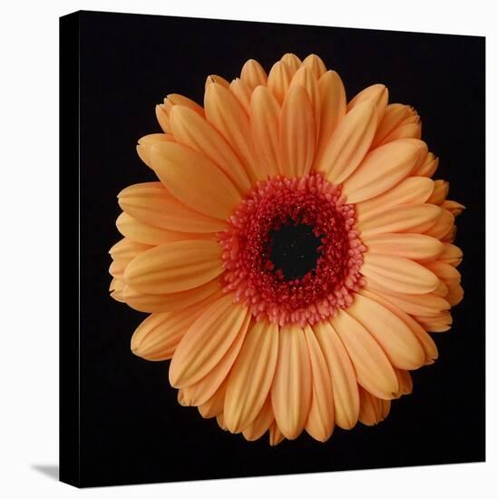 Orange Gerber Daisy-Jim Christensen-Stretched Canvas