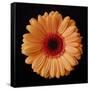 Orange Gerber Daisy-Jim Christensen-Framed Stretched Canvas