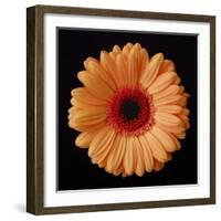 Orange Gerber Daisy-Jim Christensen-Framed Photographic Print