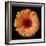 Orange Gerber Daisy-Jim Christensen-Framed Photographic Print