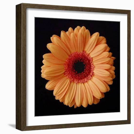 Orange Gerber Daisy-Jim Christensen-Framed Photographic Print