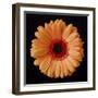 Orange Gerber Daisy-Jim Christensen-Framed Photographic Print