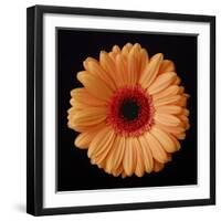 Orange Gerber Daisy-Jim Christensen-Framed Photographic Print