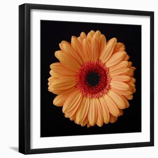 Orange Gerber Daisy-Jim Christensen-Framed Photographic Print