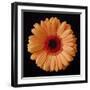 Orange Gerber Daisy-Jim Christensen-Framed Photographic Print